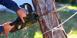 Why Choose Our Tree Removal Services in Basin, WY?