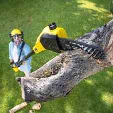 Best Lawn Disease Treatment  in Basin, WY