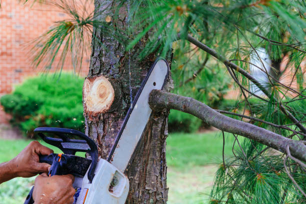 Best Storm Damage Tree Cleanup  in Basin, WY